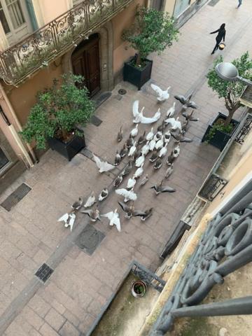 Apartamento Bartissol Et Maillol Perpiñán Exterior foto